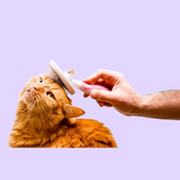 Cat Grooming & Hygiene